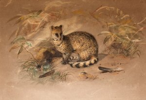 Rasse - Vivericula malaccensis da Joseph Wolf